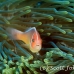 anemonefish_pink_bs_h_0705_png499.jpg
